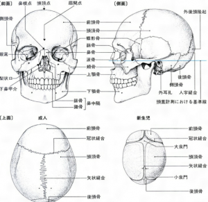 頭蓋骨の仕組み